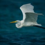 egret.jpg